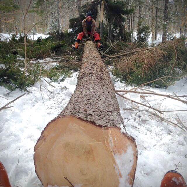 Lumberjack An on their timber log